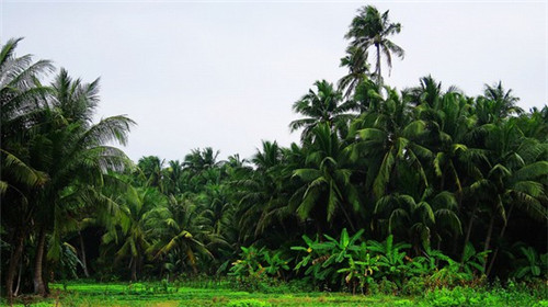 杨记跷脚牛肉面